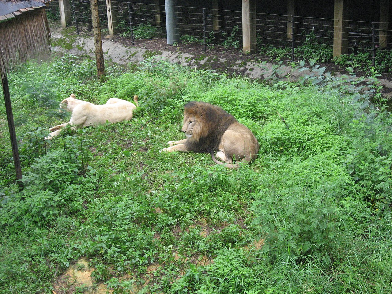 雲南野生動物園